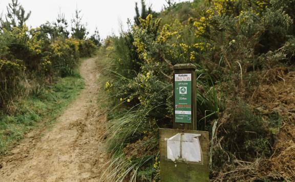 The UpFlow track in Tunnel Gully with a soft clay ground winding through gorse bush and shrub.