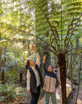 Two people standing on a wooden boardwalk in a lush forest at Fensham Reserve in Wairarapa, reaching up to touch the fronds of a large tree fern. The surrounding area is filled with green foliage and tall trees, with sunlight filtering through the canopy.