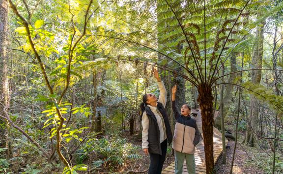 Two people standing on a wooden boardwalk in a lush forest at Fensham Reserve in Wairarapa, reaching up to touch the fronds of a large tree fern. The surrounding area is filled with green foliage and tall trees, with sunlight filtering through the canopy.