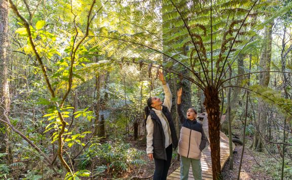 Two people standing on a wooden boardwalk in a lush forest at Fensham Reserve in Wairarapa, reaching up to touch the fronds of a large tree fern. The surrounding area is filled with green foliage and tall trees, with sunlight filtering through the canopy.