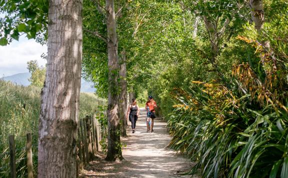 Two people walking a dog surrounded by trees on the Greytown to Woodside trail.