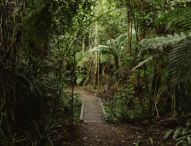 A section of the Cheviot Road Track in Eastbourne. There is mature native bush with plenty of shade.