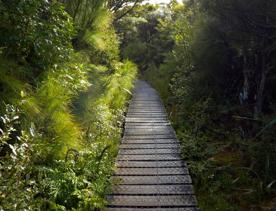 Wooden boardwalk through tress and bush on the Gentle Annie trail.