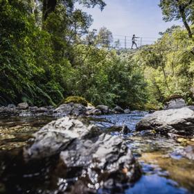 A person walking along a swing bridge on the Atiwhakatu track in Tararua Forest Park.