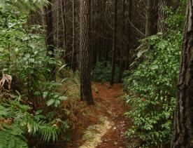 The clay track of G-Drop in Tunnel Gully, Upper Hutt on a rainy day.