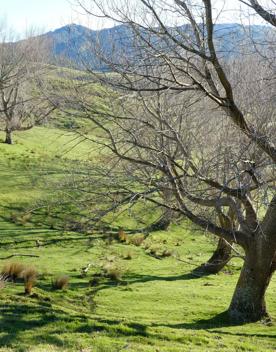 Farmland in Masterton.