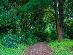 The screen locations of Catchpool Valley, with the river, lush bush,  forest, and grassland.