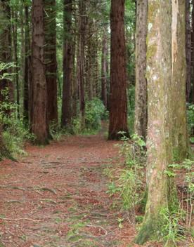 The Kiriwhakapapa Road Tararua Forest Park screen location, featuring walking trails and campsite opportunities in wild, natural landscapes.