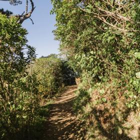 A nature trail in a forest.