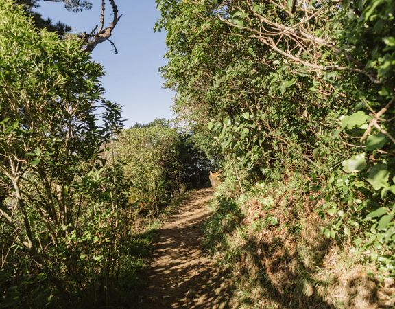 A nature trail in a forest.