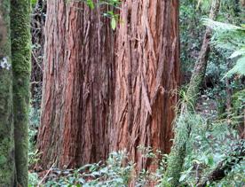 The Kiriwhakapapa Road Tararua Forest Park screen location, featuring walking trails and campsite opportunities in wild, natural landscapes.