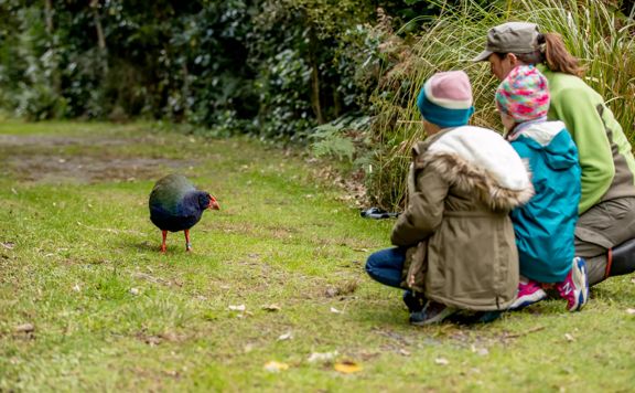 Three people crouch down to meet a takahē on Kapiti Island.