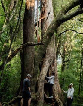 People walking in bush on track, during daytime.