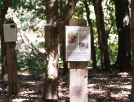 A series of signs on the Forest Loop track in Whareroa Farm, depicting species of spiders in the area.
