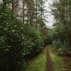 The 2 Bee-Line track in Tunnel Gully. The forest looks dense, pictured on a rainy day.