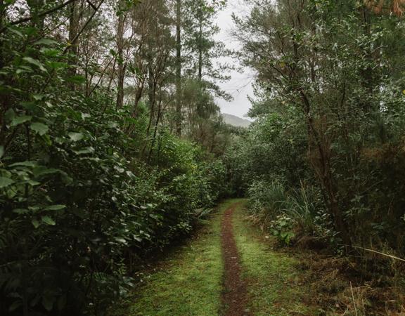 The 2 Bee-Line track in Tunnel Gully. The forest looks dense, pictured on a rainy day.