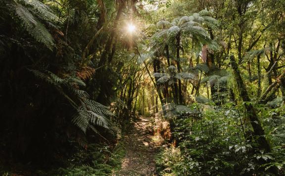 A section of the Mangaone Walkway trail in Waikanae. The trail follows lush native forest.