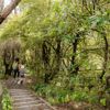 Two people walking down steps at Ōtari-Wilton's Bush.