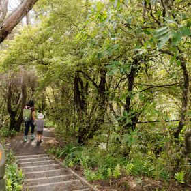 Two people walking down steps at Ōtari-Wilton's Bush.