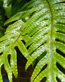 A Microsorum pustulatum, a vivid green plant with small bumps on its leaves.