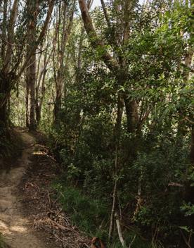 Dirt pathway disappearing into the distance surrounded by trees.