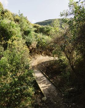 A section of the Wētā mountain bike track in Belmont Regional Park. The dirt track winds around burms, and through gorse bush.