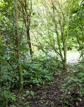 The green native bush of Belmont Regional Park, with streams and hills.