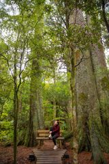 Person sitting on a wooden bench along a forest boardwalk at Fensham Reserve in Wairarapa, surrounded by towering native trees and lush greenery.