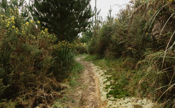 The UpFlow track in Tunnel Gully with a soft clay ground winding through gorse bush and shrub.