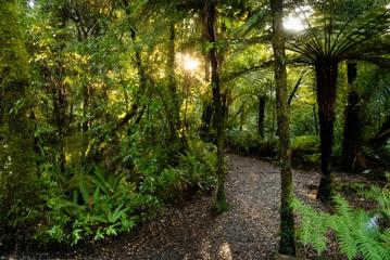 The lush green native bush inside Kaitoke Regional Park.