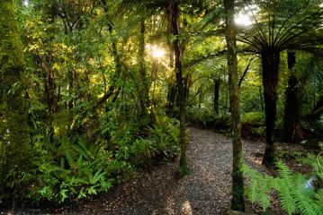 The lush green native bush inside Kaitoke Regional Park.