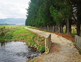 A dirt path cuts through green grass , trees and a river on the Greytown to Woodside trail.