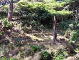 The native trees lining the path in Pikarere Firest.