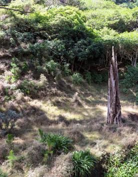 The native trees lining the path in Pikarere Firest.