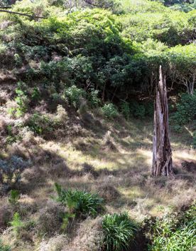 The native trees lining the path in Pikarere Firest.