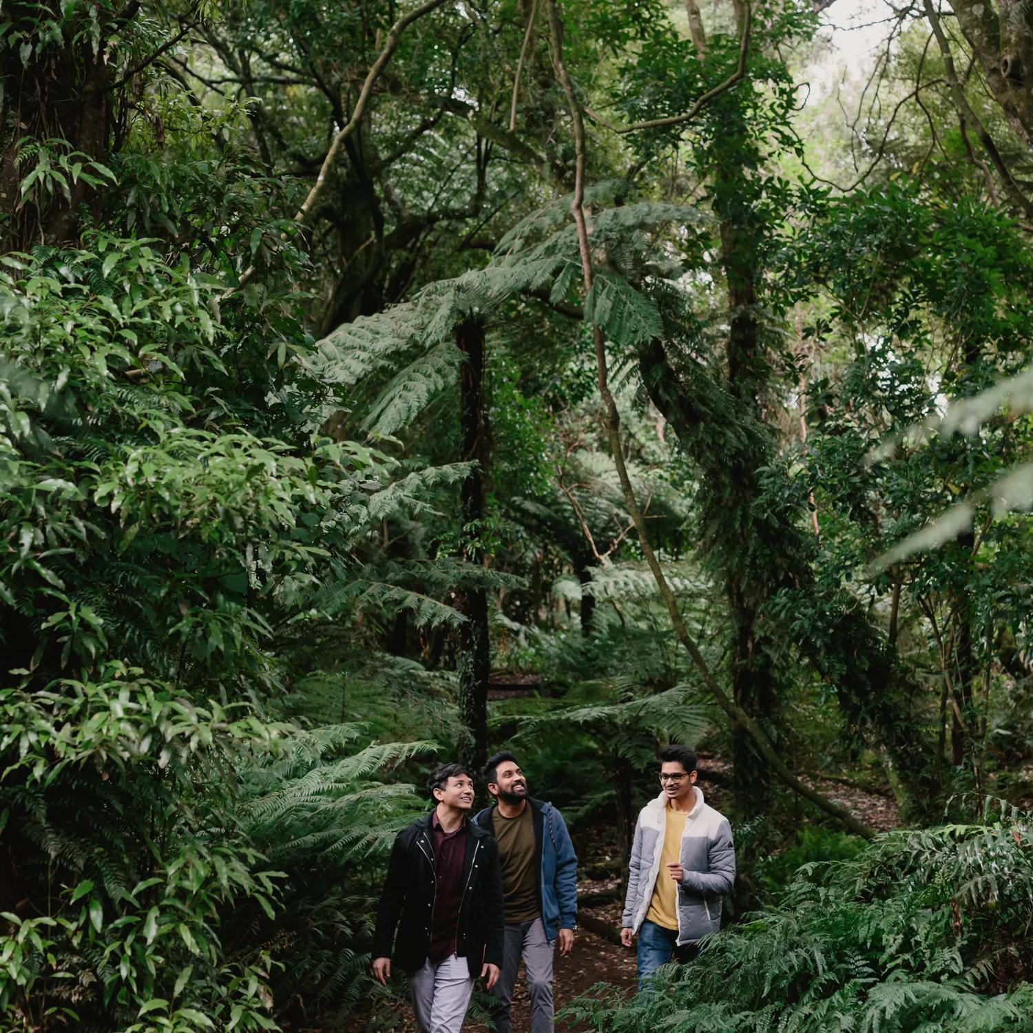 Three friends hike in Ōtari-Wilton's Bush surrounded by native trees.