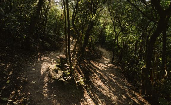 A section of the Juvenile Delinquent track showing a dirt switchback pathway surrounded by native forest.