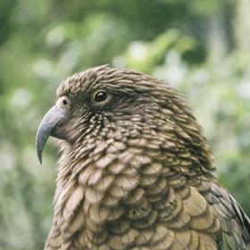 Super close up of a Kea inside the Wellington zoo.