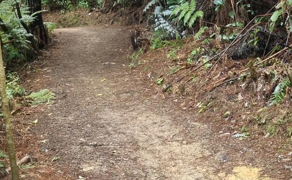 Dirt trail surface on Te Ngahere-o-Tawa covered in pine needles.