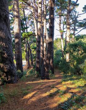 The screen location of Mount Victoria Town Belt, with lush green native bush and panoramic views across Wellington.