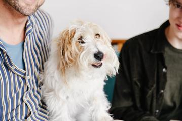 a scruffy beige-white dog sits between two people.