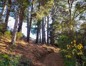 The screen location of Mount Victoria Town Belt, with lush green native bush and panoramic views across Wellington.