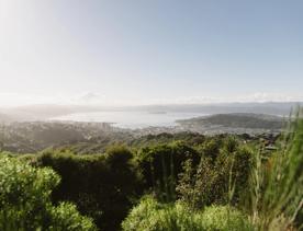 A section of the Sawmill trail in Waimapihi Reserve overlooking the Wellington Harbour.