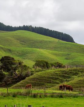 The screen location of Waitohu Valley Ōtaki, features native and exotic forests, pastoral lands, and wetlands.