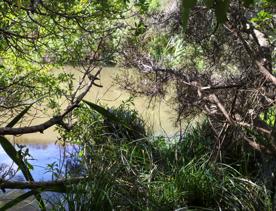 A site of significant conservation value, the estuary is easily accessible in Porirua. A 30-minute drive from the capital, the Pāuatahanui Inlet is a large estuary surrounded by a wildlife reserve.