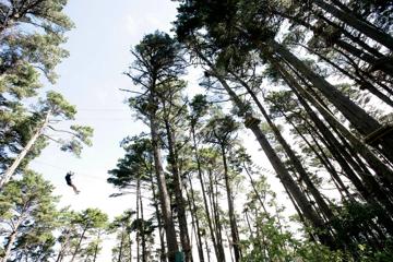 Looking up into the trees at Adrenaline Forest. In the distance, a wire holds a person hanging in the middle.