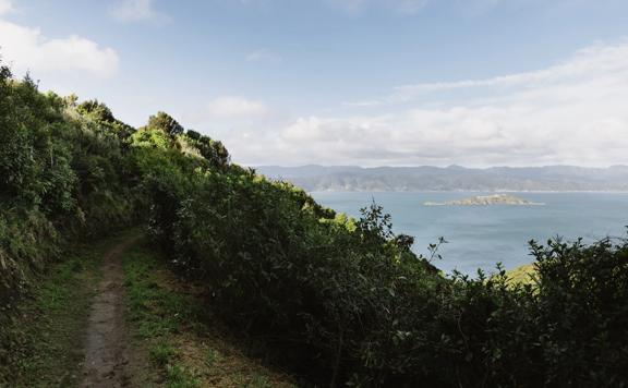 A view of Wellington Harbour from Te Ara Paparāngi ki te Tonga nature trail.