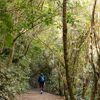 A section of trail on Te Ara Pinaki in Ōtari-Wilton's Bush. The lush green nature contrasts with the brown trail below.