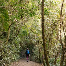 A section of trail on Te Ara Pinaki in Ōtari-Wilton's Bush. The lush green nature contrasts with the brown trail below.
