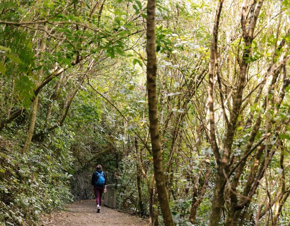 A section of trail on Te Ara Pinaki in Ōtari-Wilton's Bush. The lush green nature contrasts with the brown trail below.